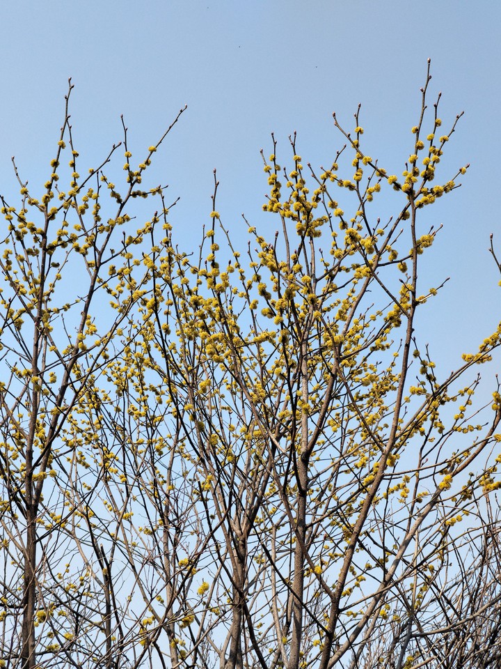 산수유