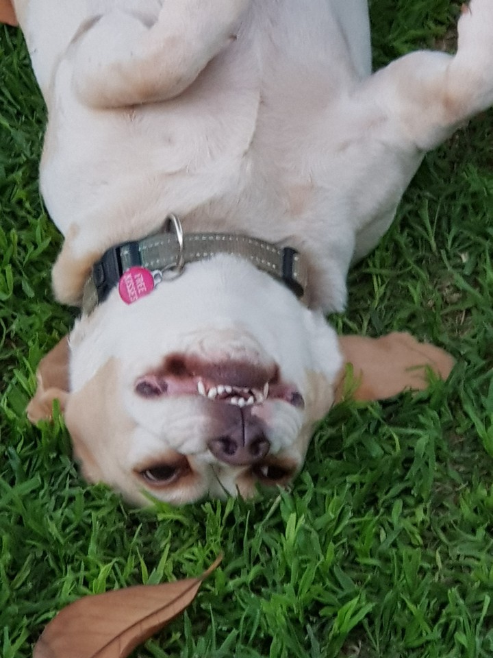 Happy Beagle