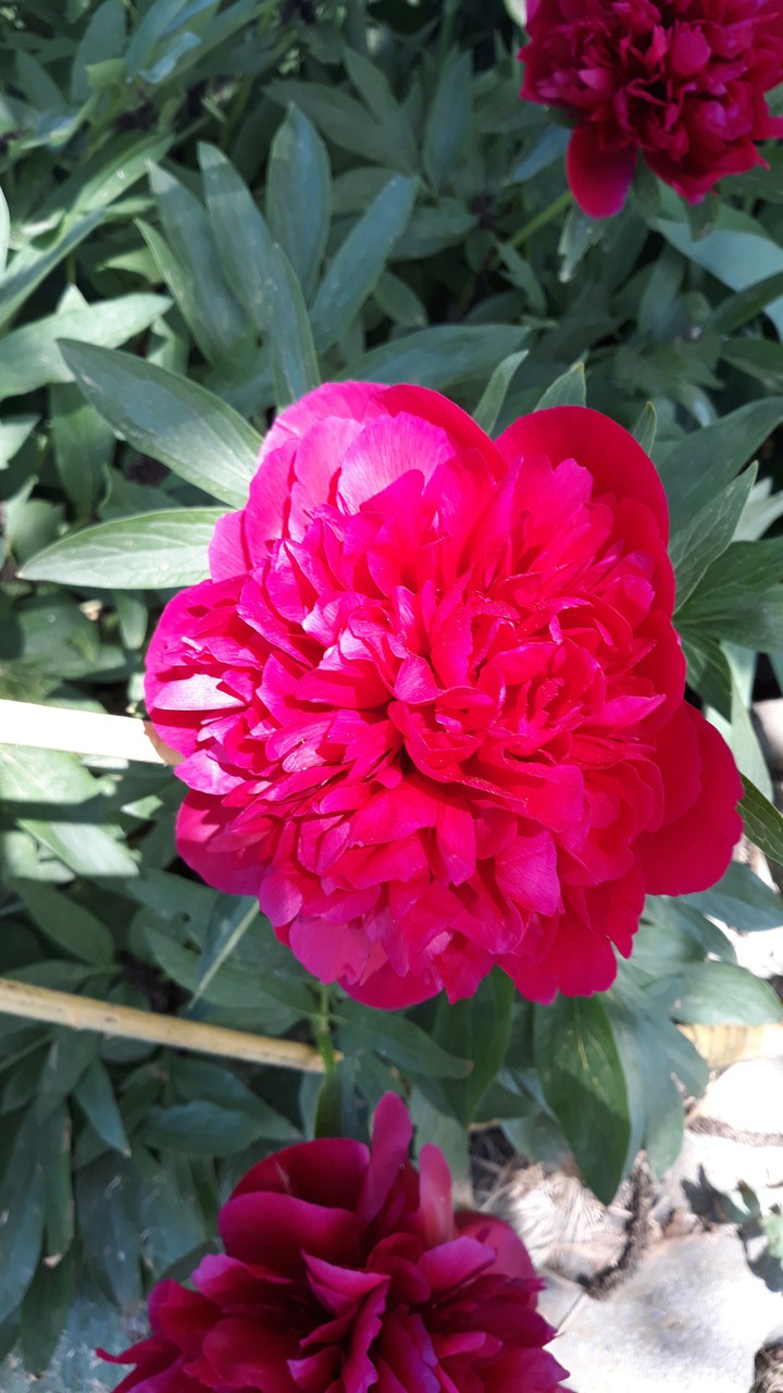 flowers 1
