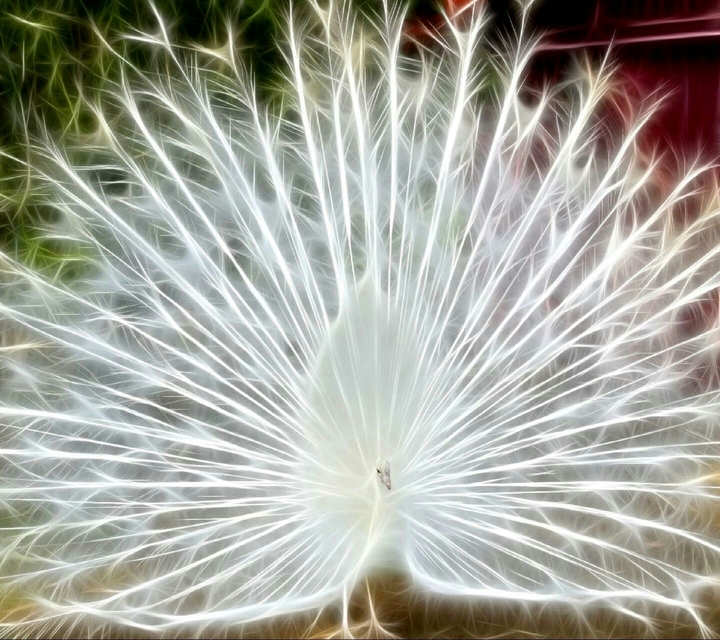 white peacock