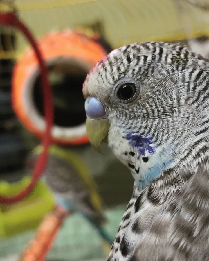 Love Bird