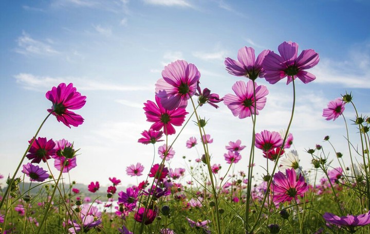 flowers