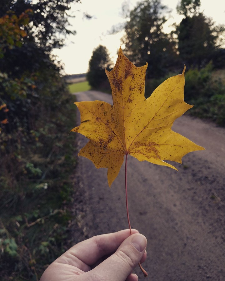 Lonely leaf