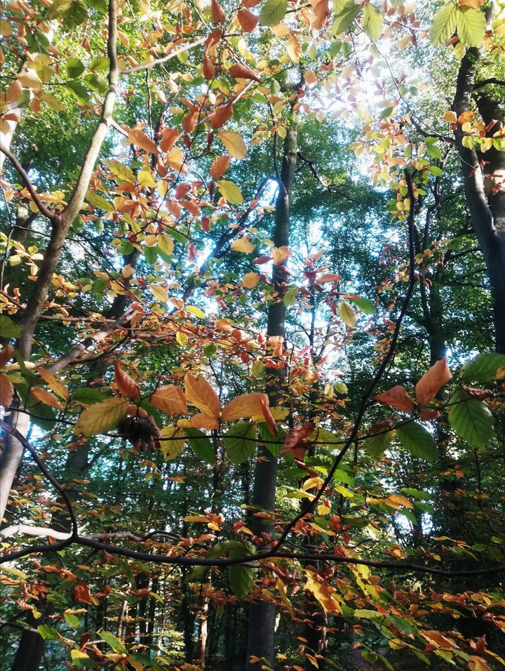 Beauty Autumn