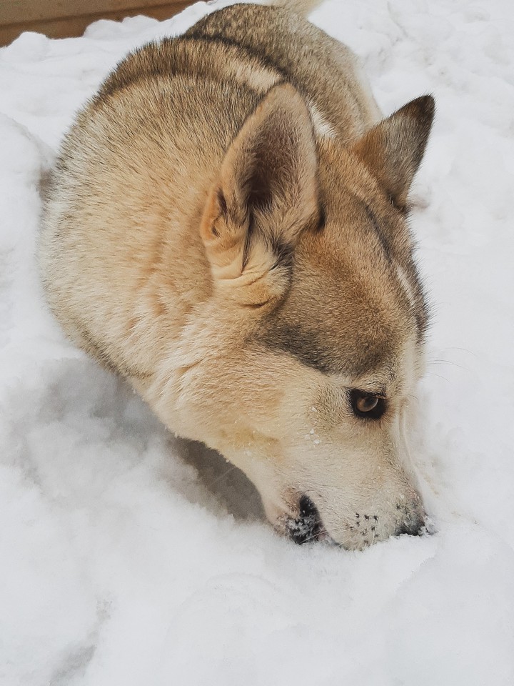 Husky
