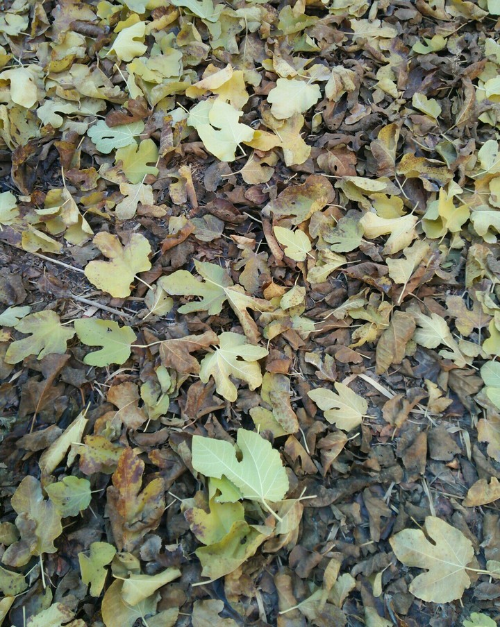 leaves