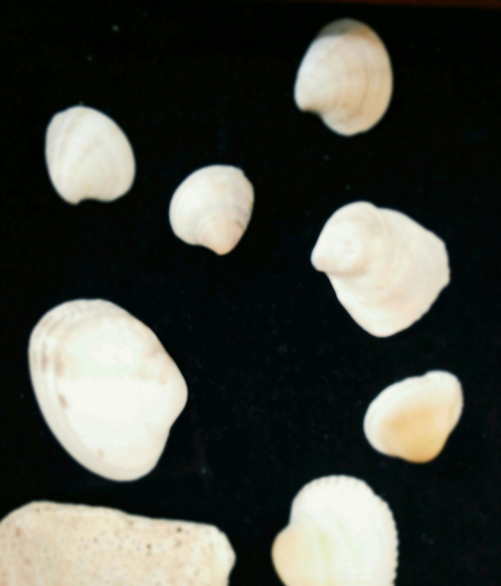 sea shells;-)