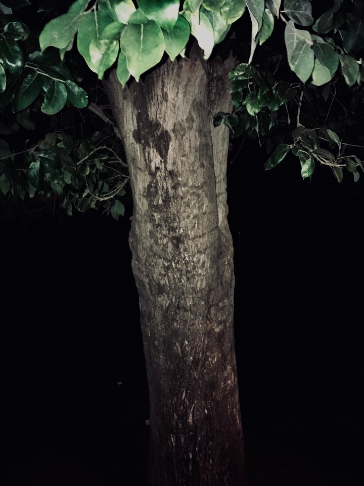 tree