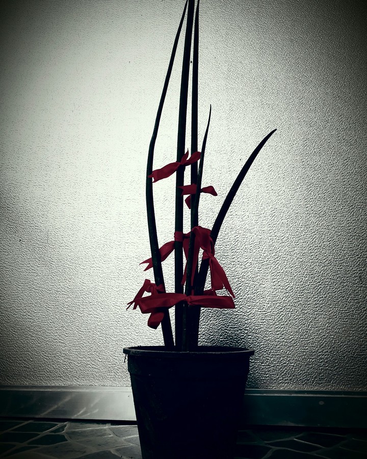 Ribbons