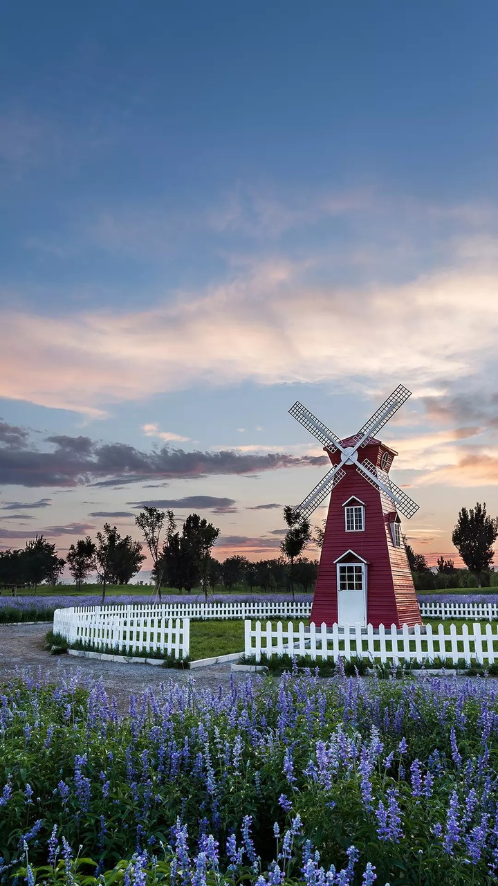 windmill in the middle of a flower garden