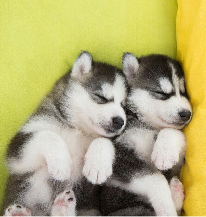 Siberian Husky