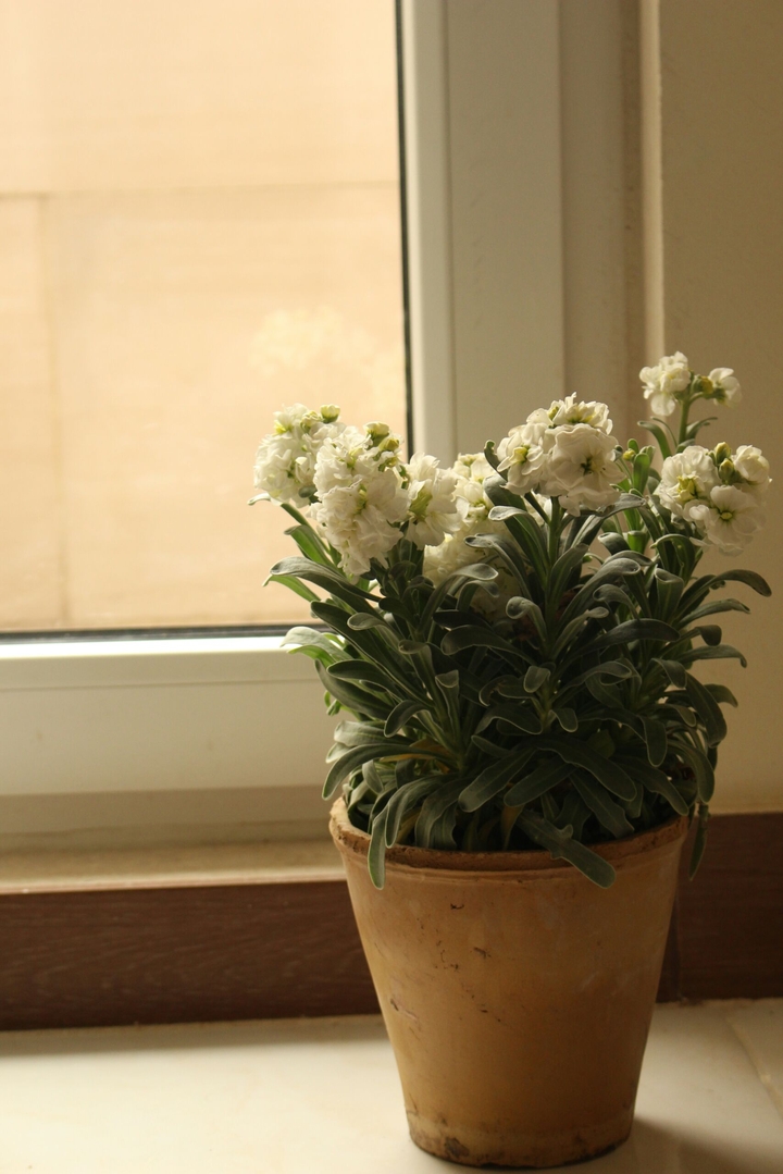 Flower