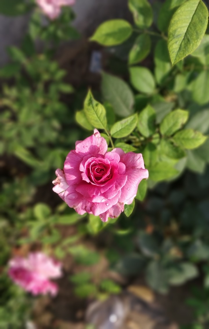rose