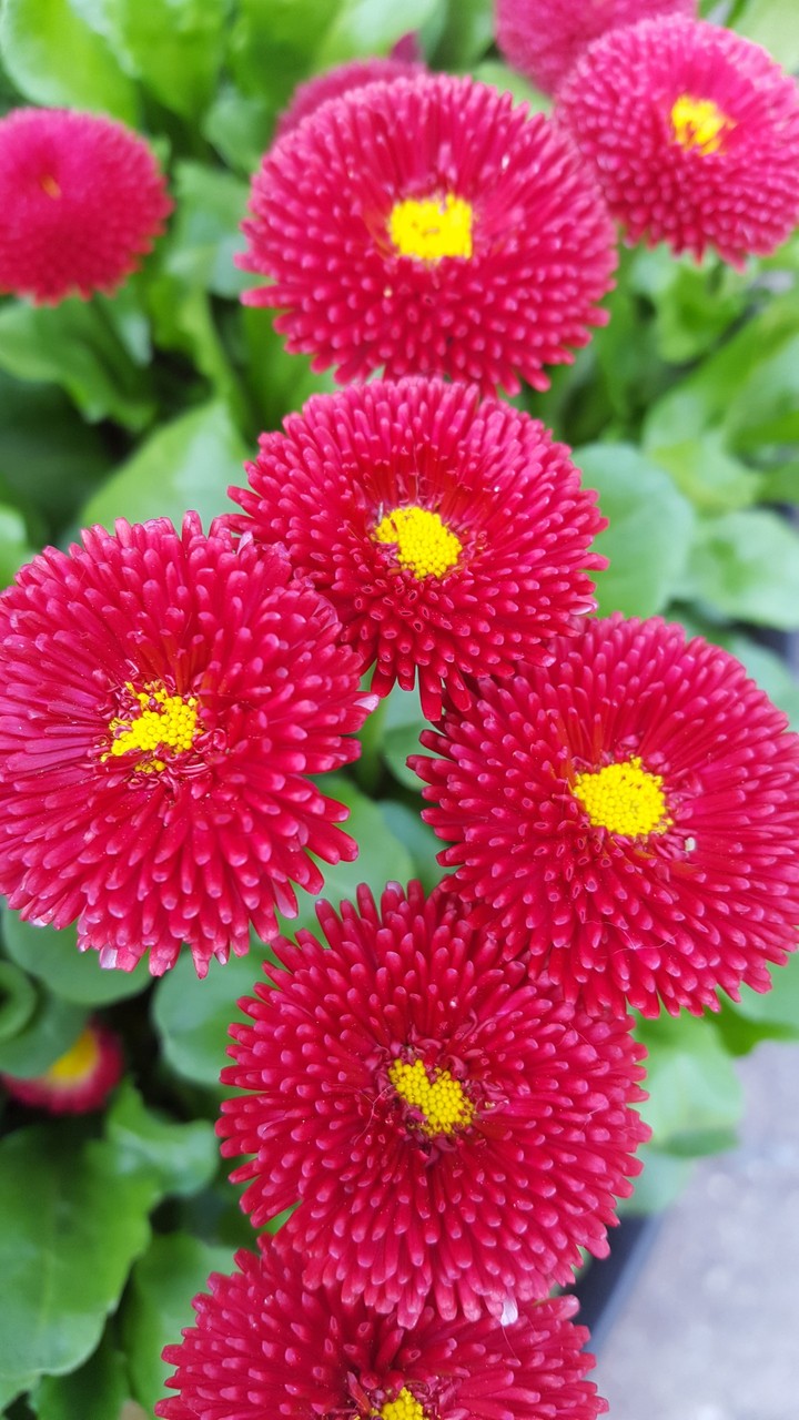 flower