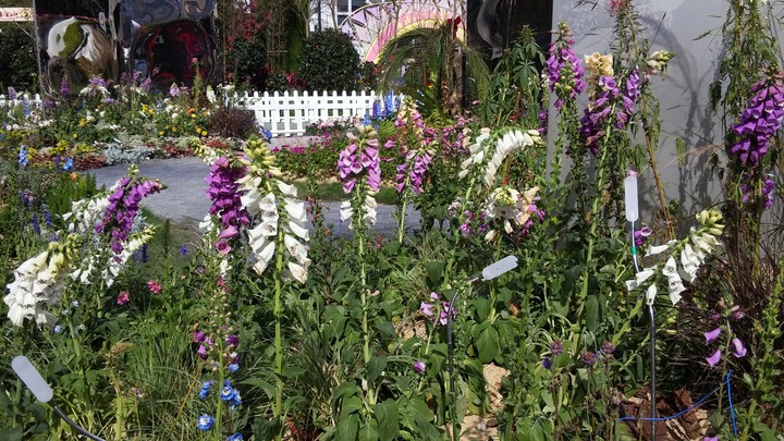 The Hong Kong Flower Show 2018 p2