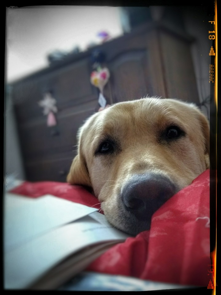 labrador
