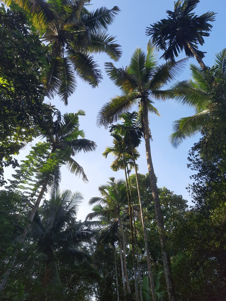 coconut trees