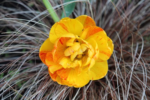 tulip