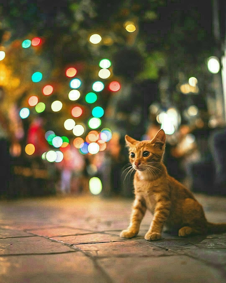 baby cat