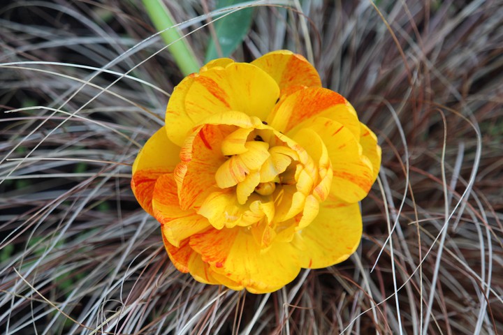 tulip