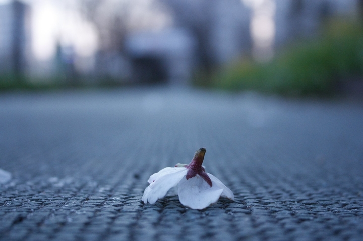 Cherry Blossom