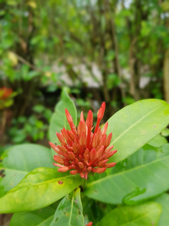 Ixora coccinea