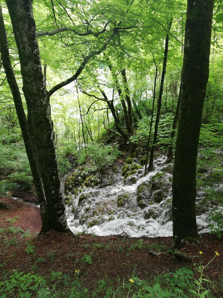 Forest