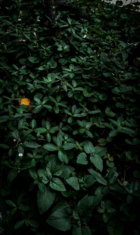 plant