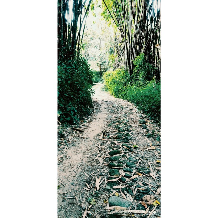 nature