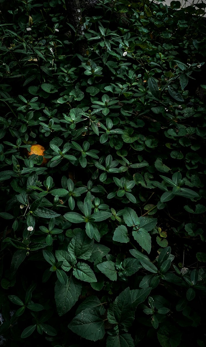 plant