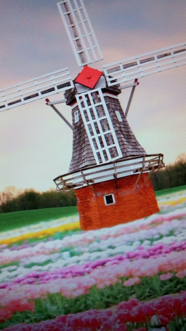 tulips