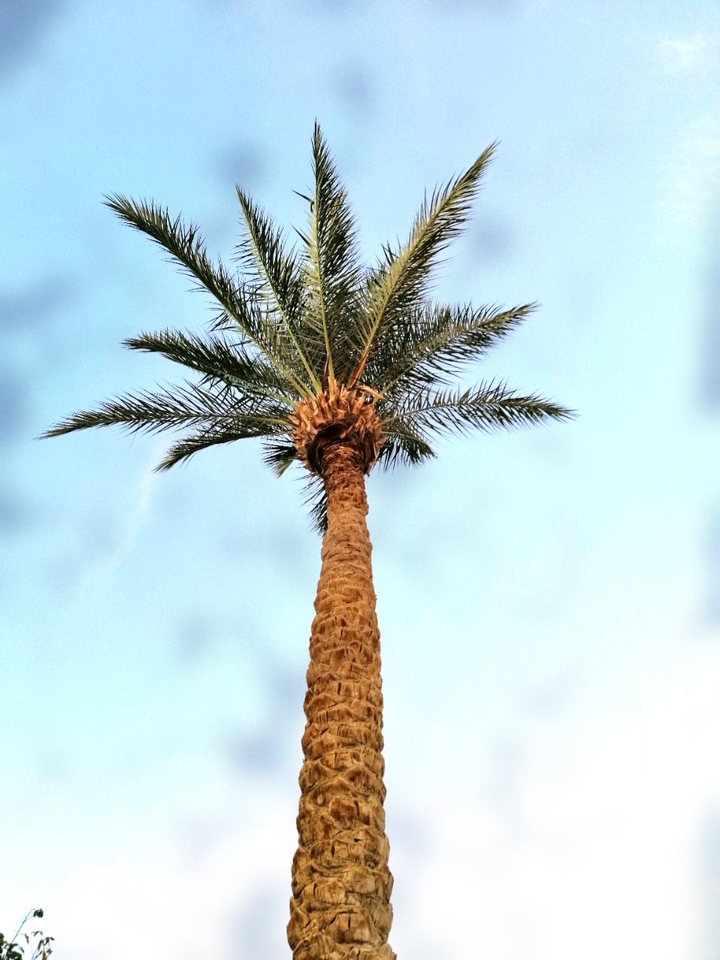 palm