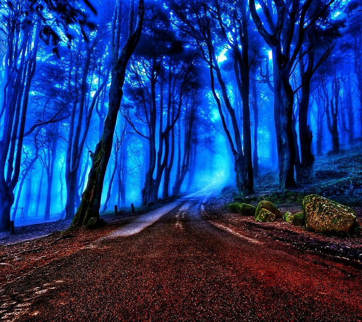 Dark Forest