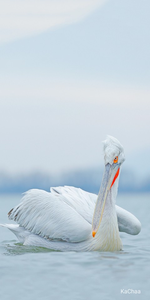 troublesome bird