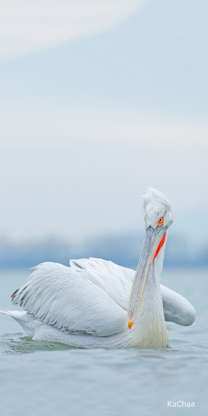 troublesome bird