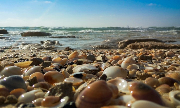 sea shells