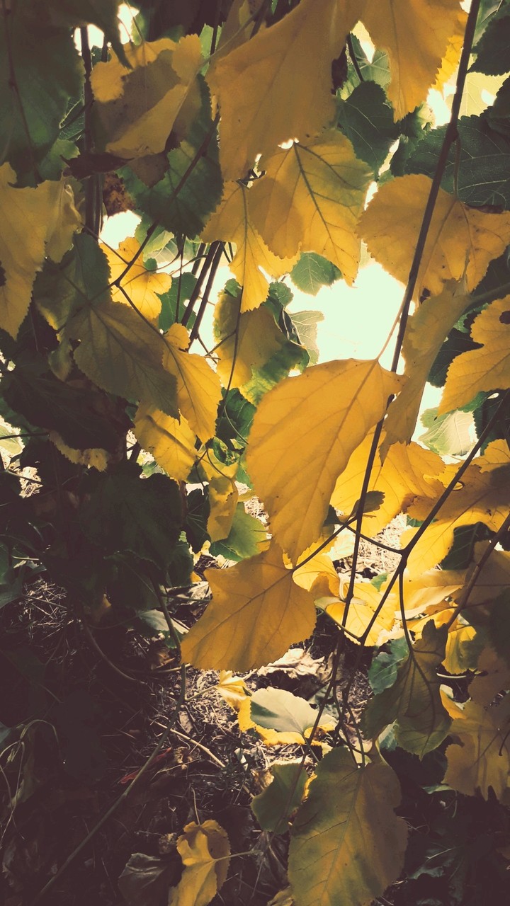 autumn