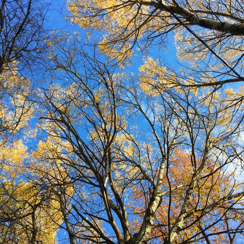 autumn trees