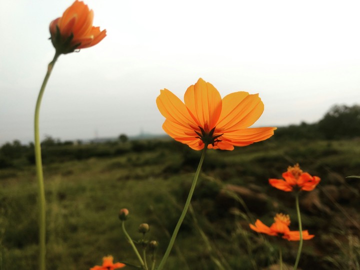 Flowers