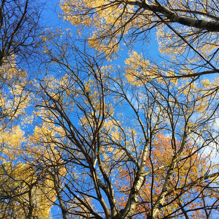 autumn trees