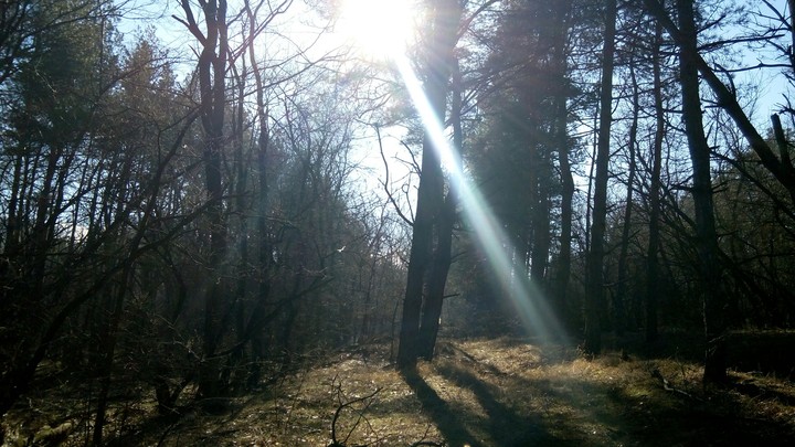 Ukranian forest