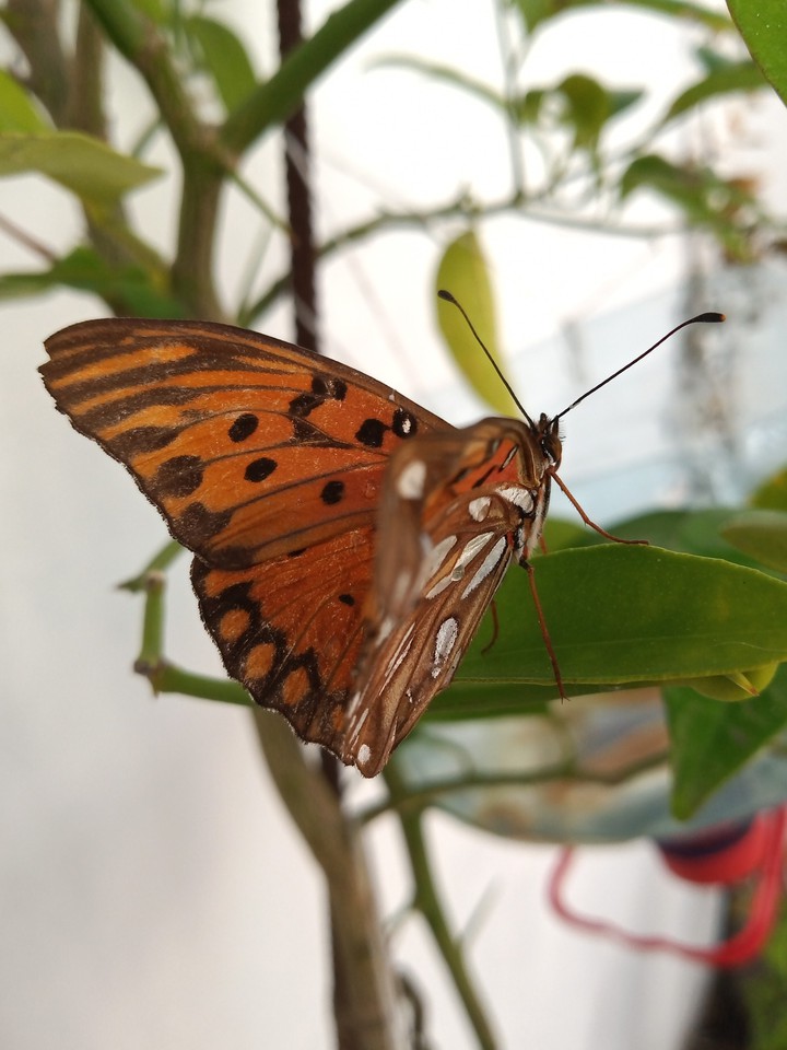 butterfly ?