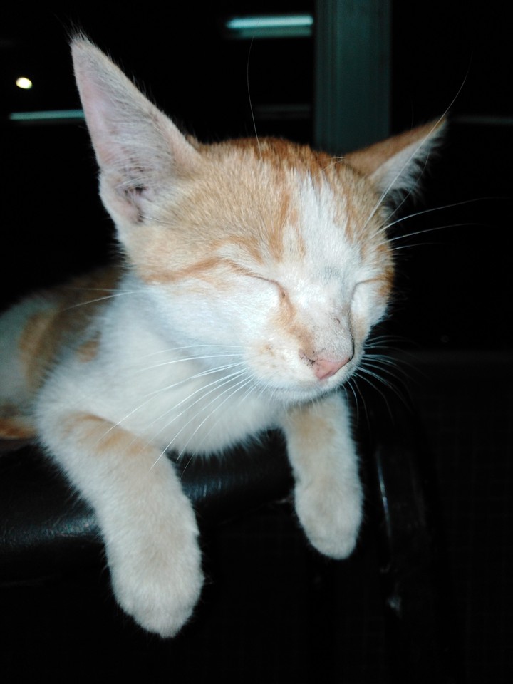 cat