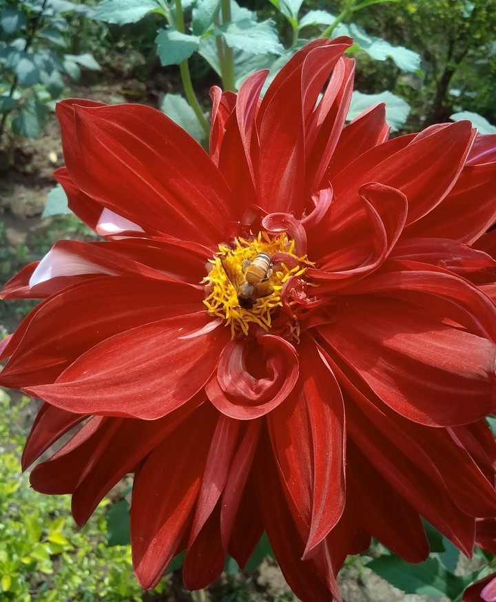 Flower love