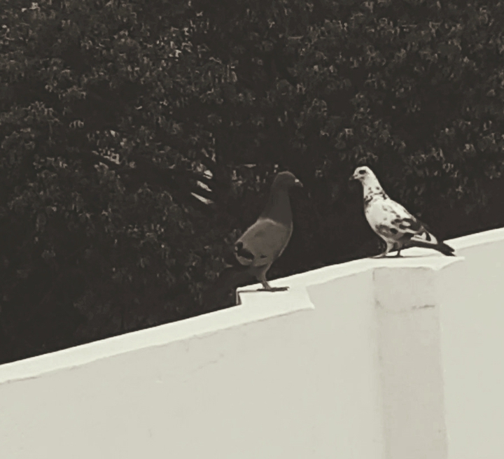 pigeon