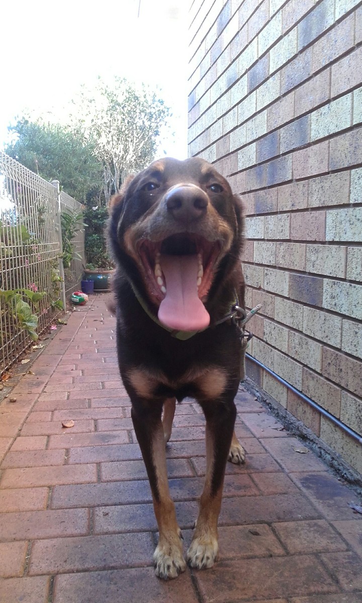 Kelpie