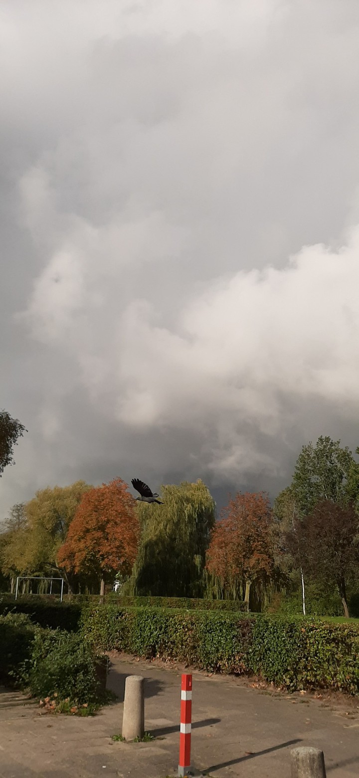 dark skies
