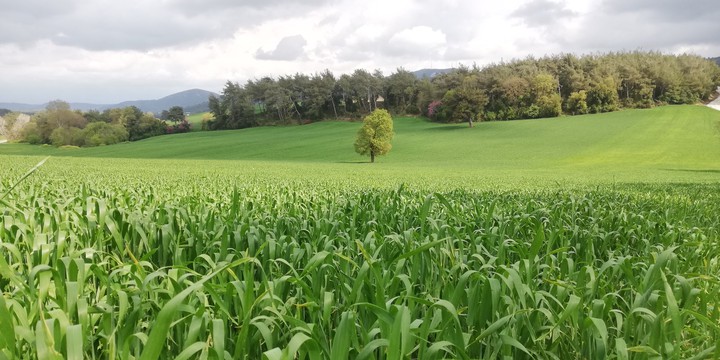 green