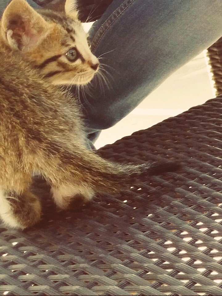 Cat Love