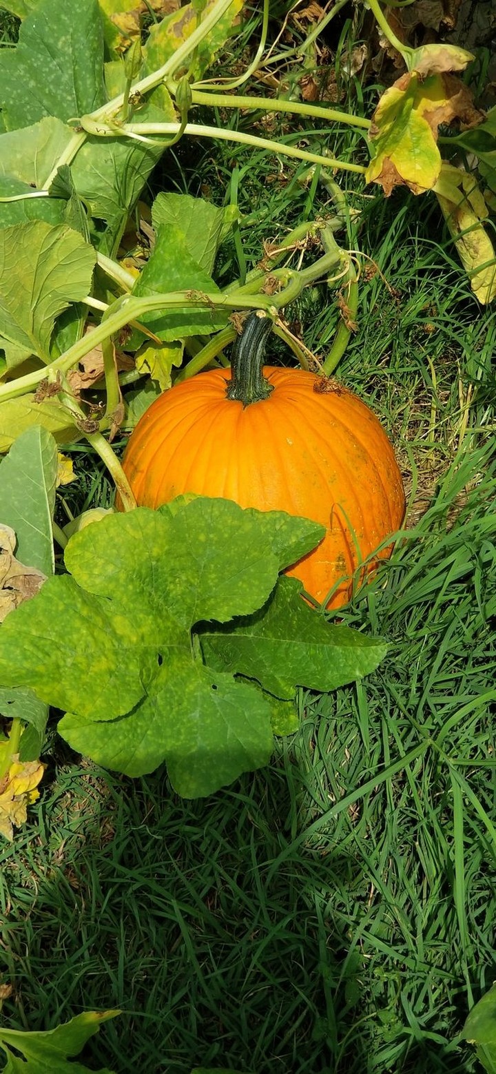 October delight